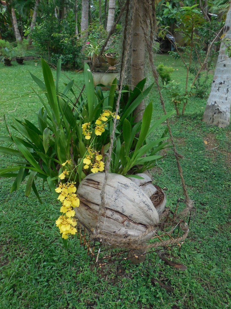 Coconut Treehouse 20/24