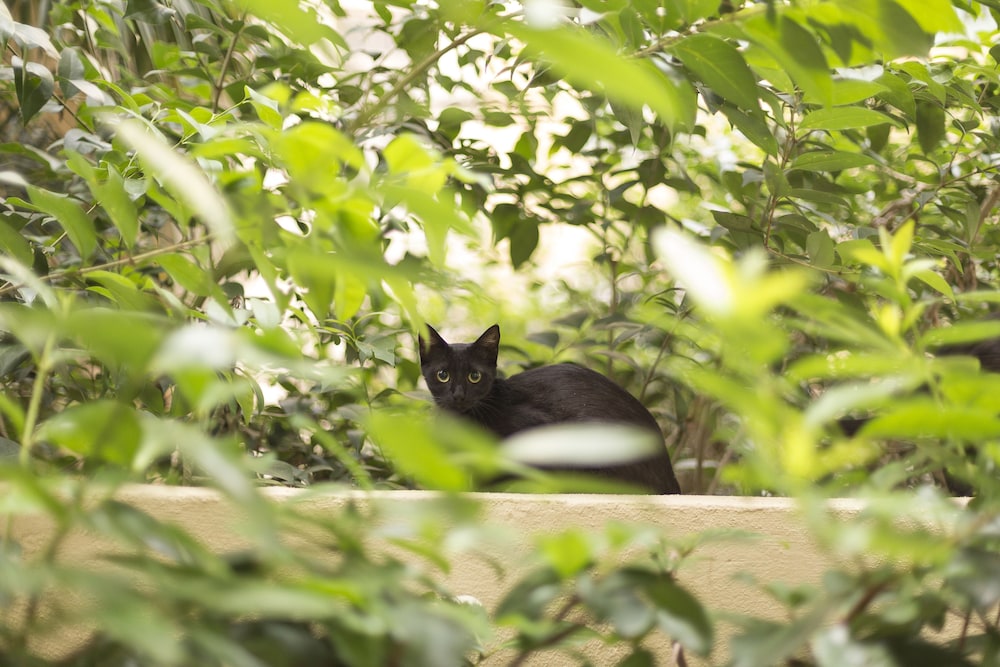 Gatto Perso Luxury Apartments 33/50