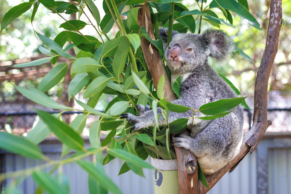 Selina Magnetic Island 39/50
