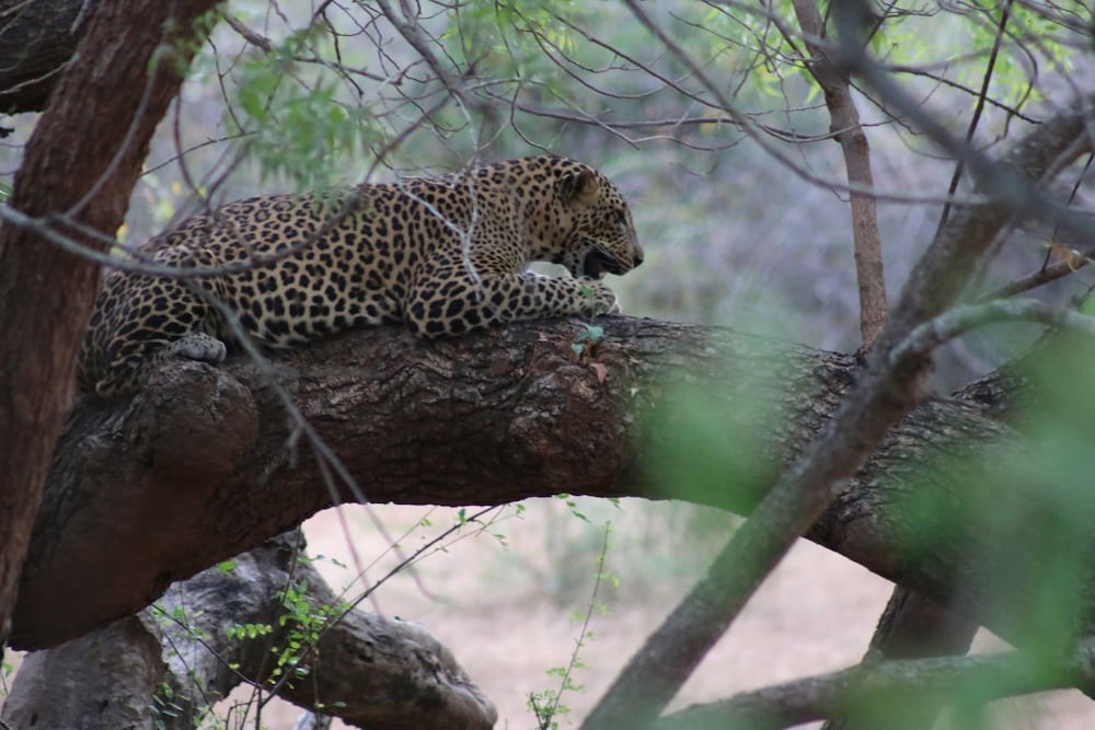 Wadula Safari Yala 33/33