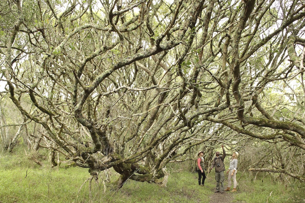 Grootbos Private Nature Reserve 50/57