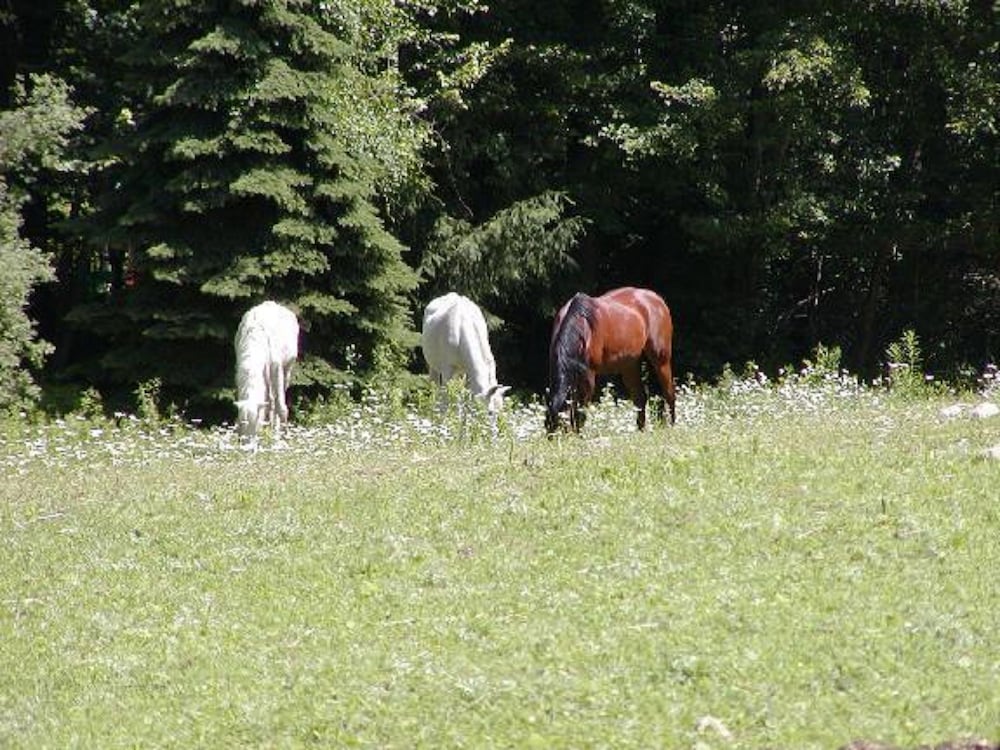 The Inn on the Horse Farm 17/30