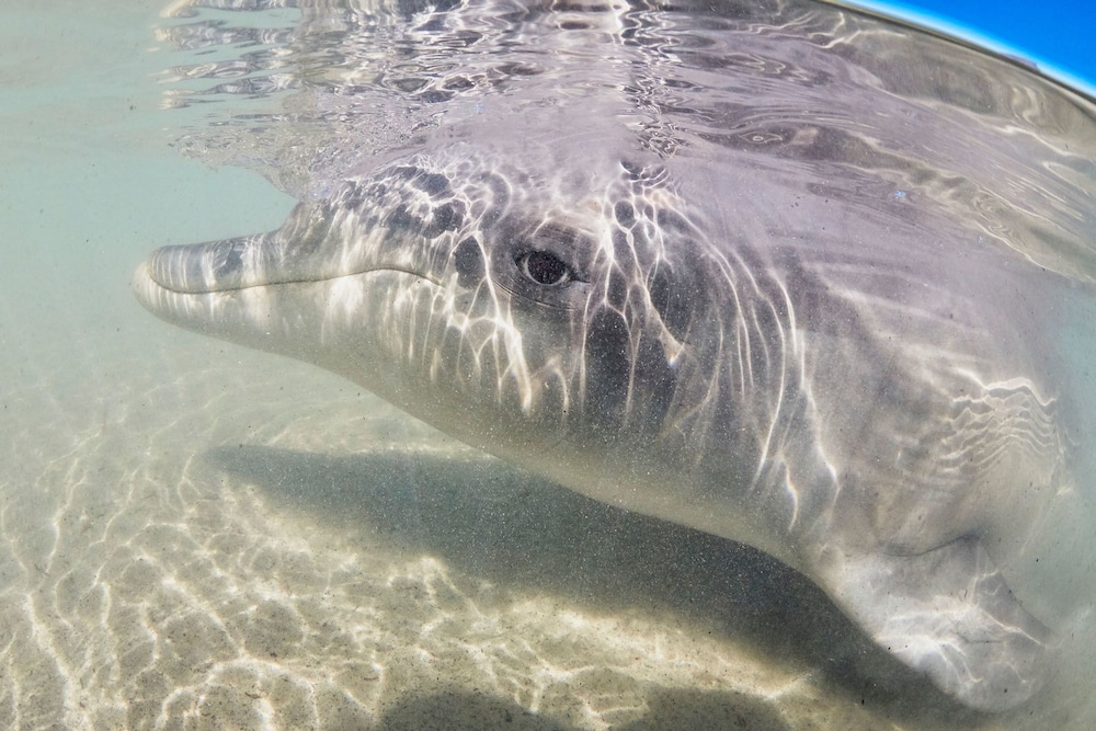 Rac Monkey Mia Dolphin Resort 66/74