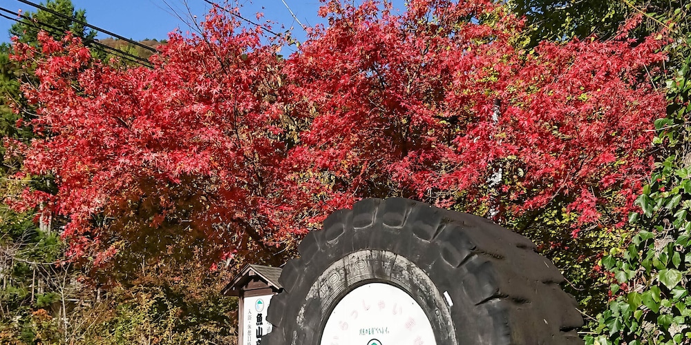 Gyozantei Yamabuki 32/36