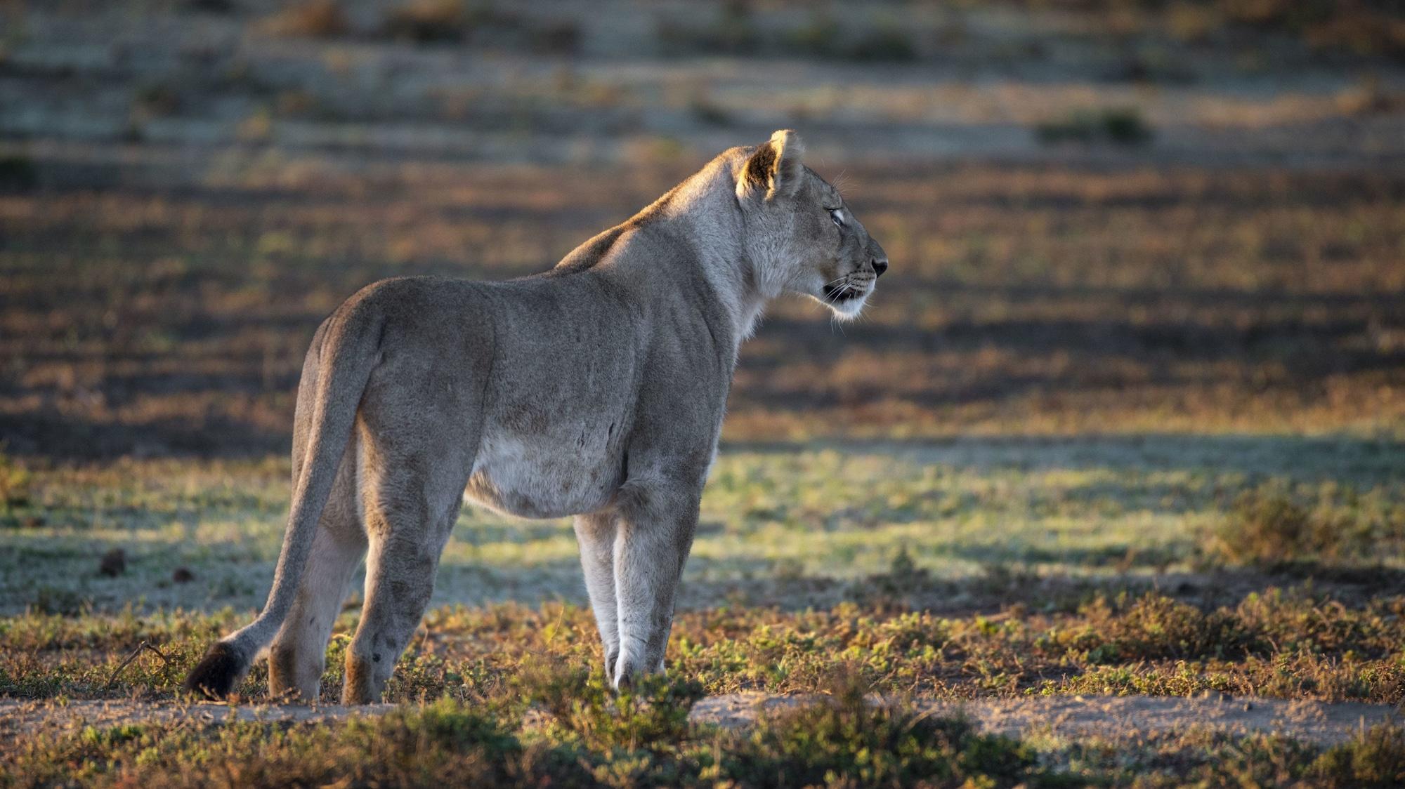 Shamwari Game Reserve - Eagles Crag 40/55