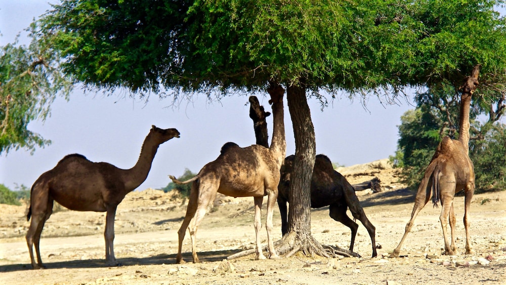 Damodra Desert Camp 18/22