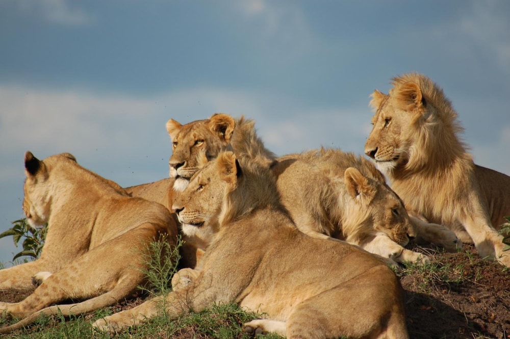 Mara Intrepids Tented Camp 34/49