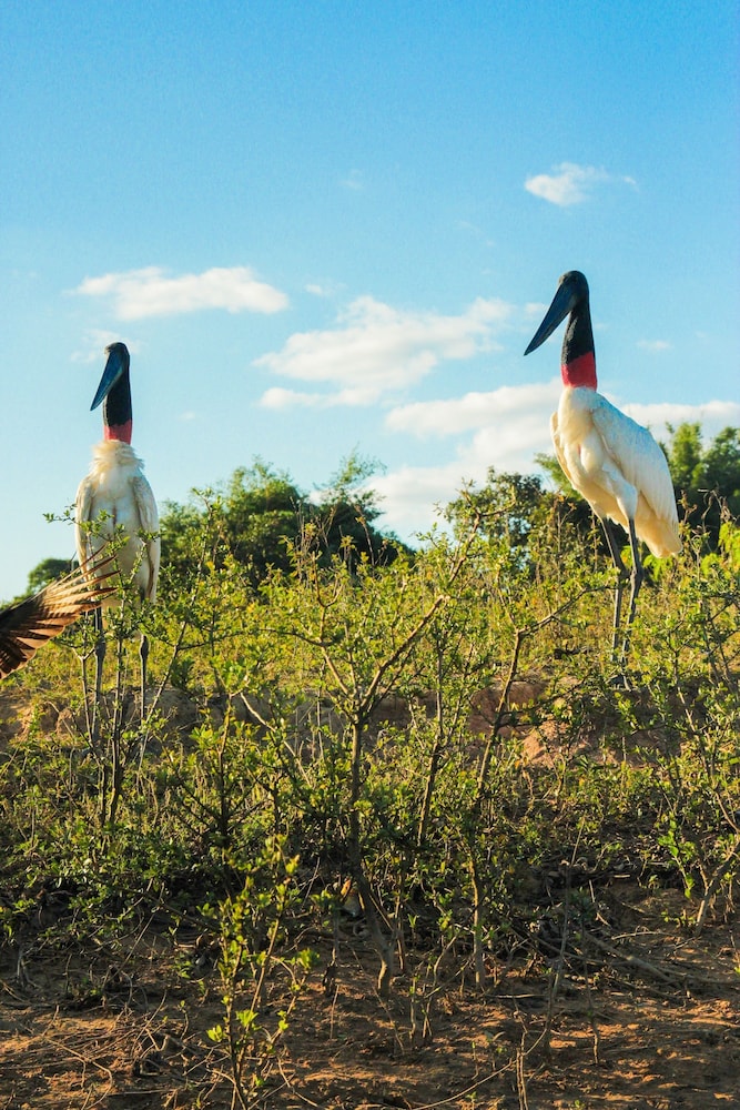 Pantanal Mato Grosso Hotel 52/69