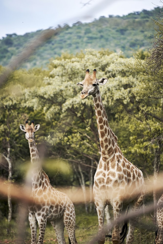 Letamo at Qwabi Private Game Reserve 36/48