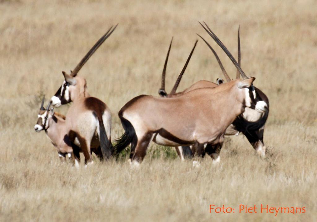 Otterskloof Private Game Reserve 36/38