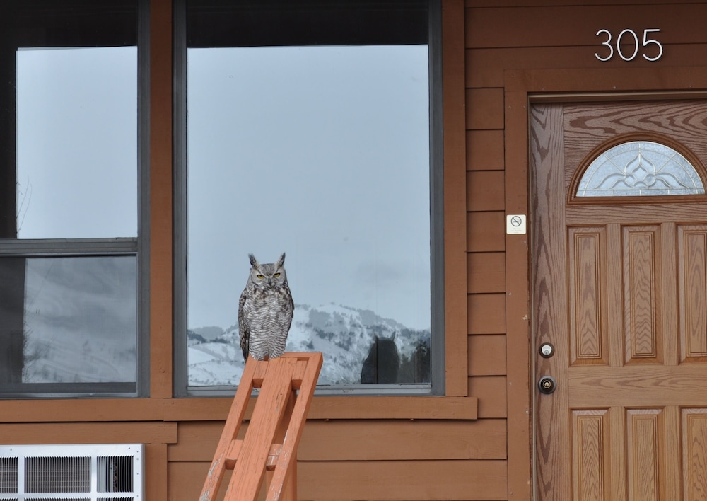 Yellowstone Village Inn and Suites 5/36