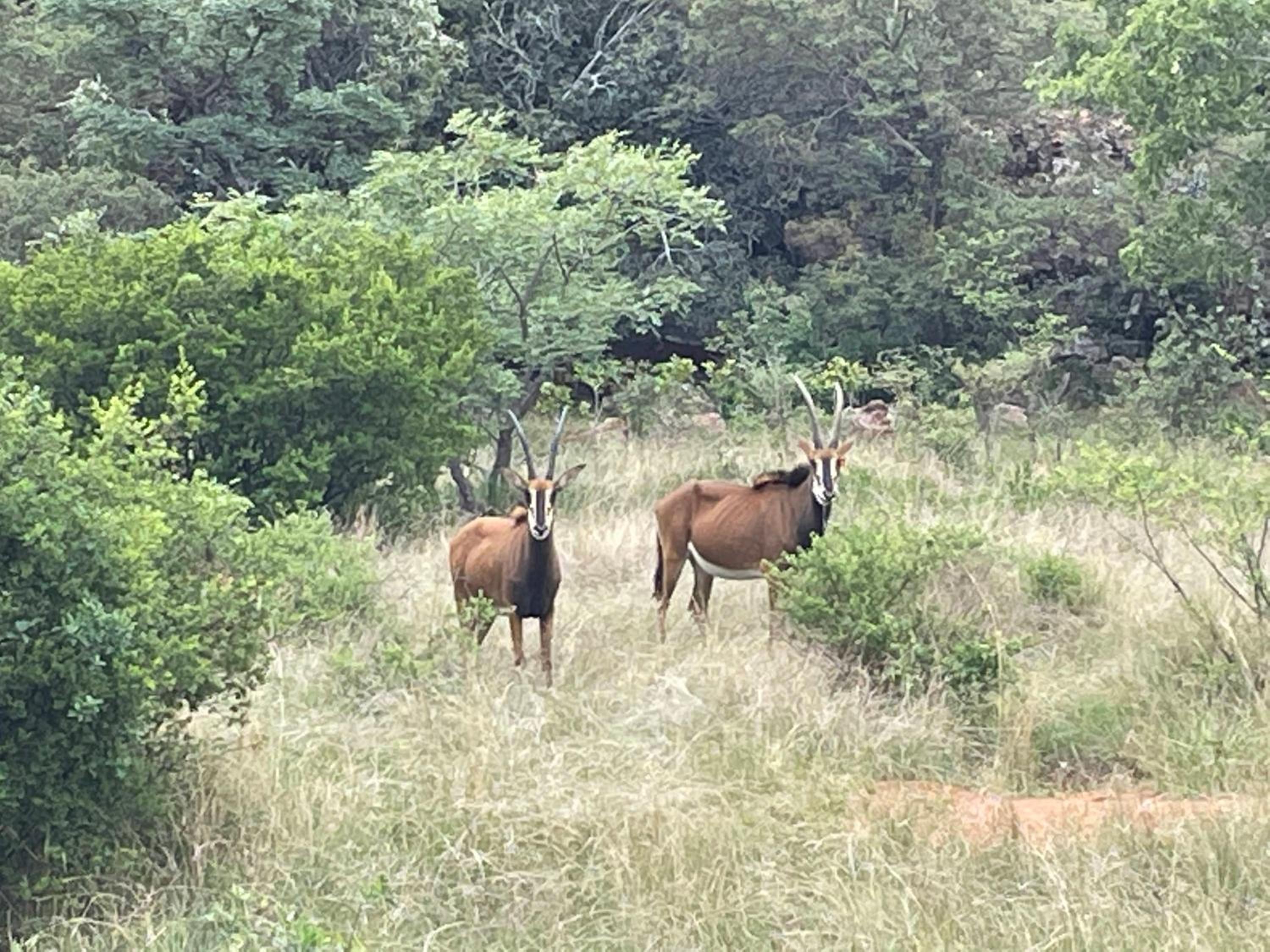 Moletani Game Ranch 38/50