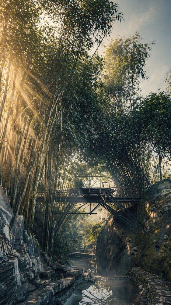 The Jungle Pots 40/50