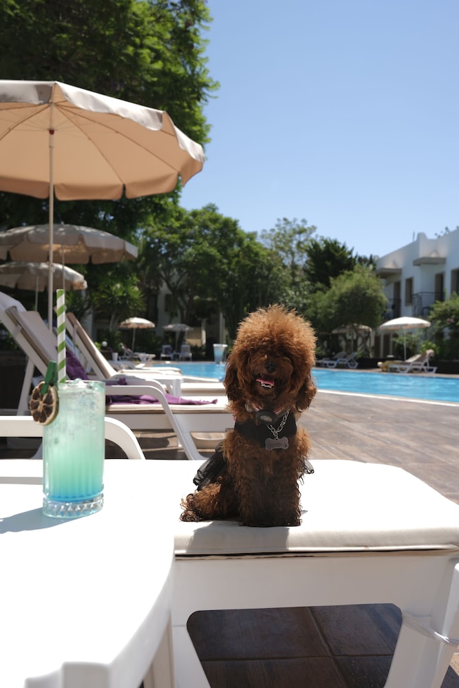 Flora Bodrum Hotel 34/63