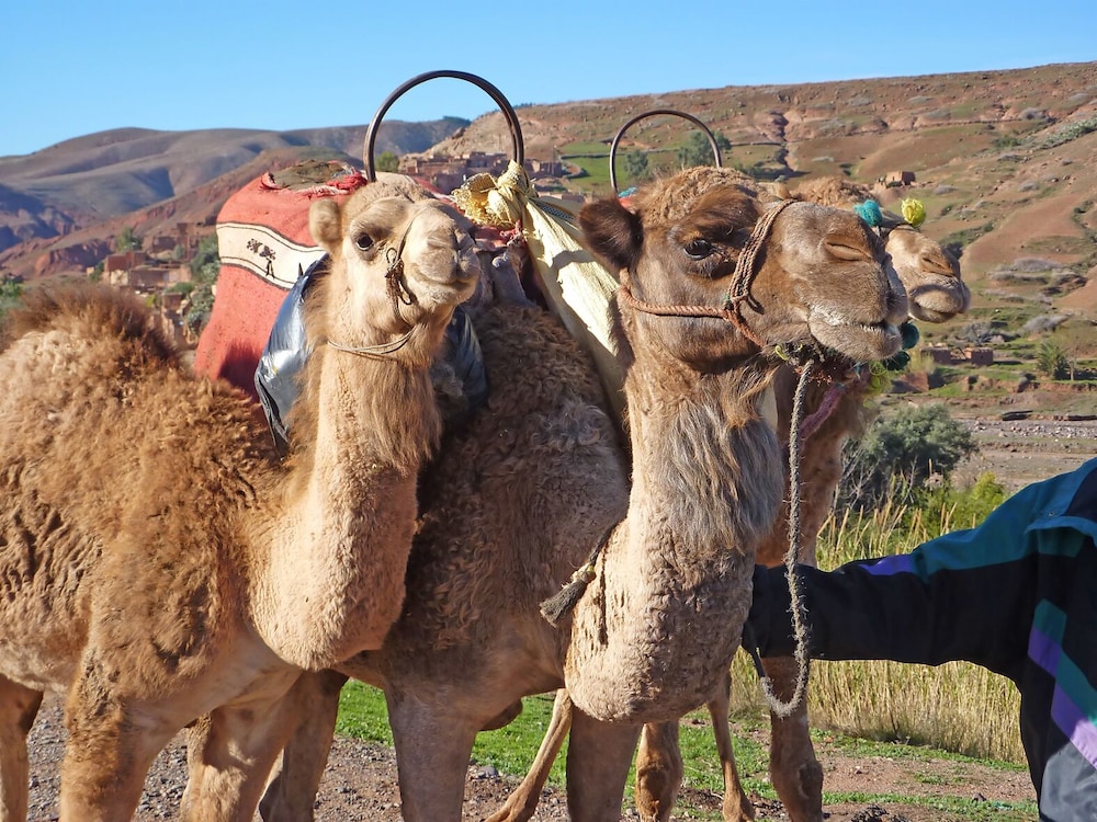 Kasbah Angour 65/77