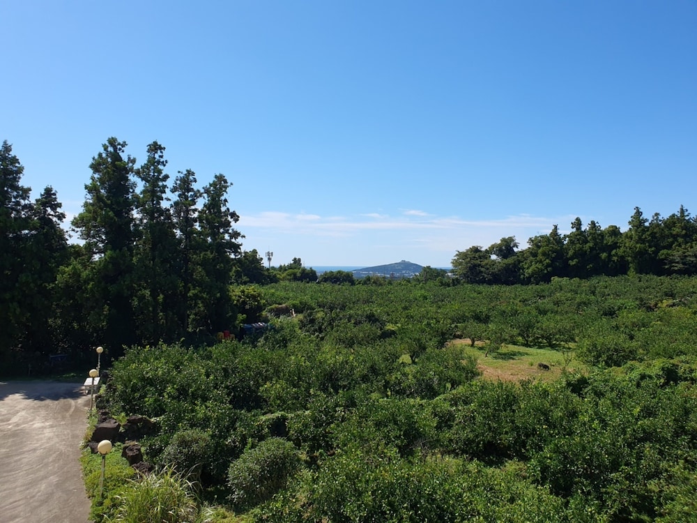 Jeju Meomuri 47/50