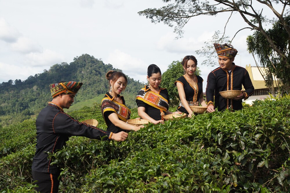 Sabah Tea Garden 57/70