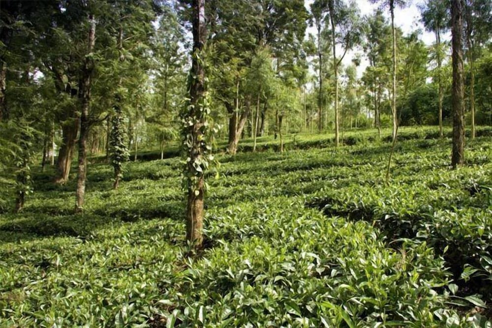 BANASURA HILL RESORT 30/50