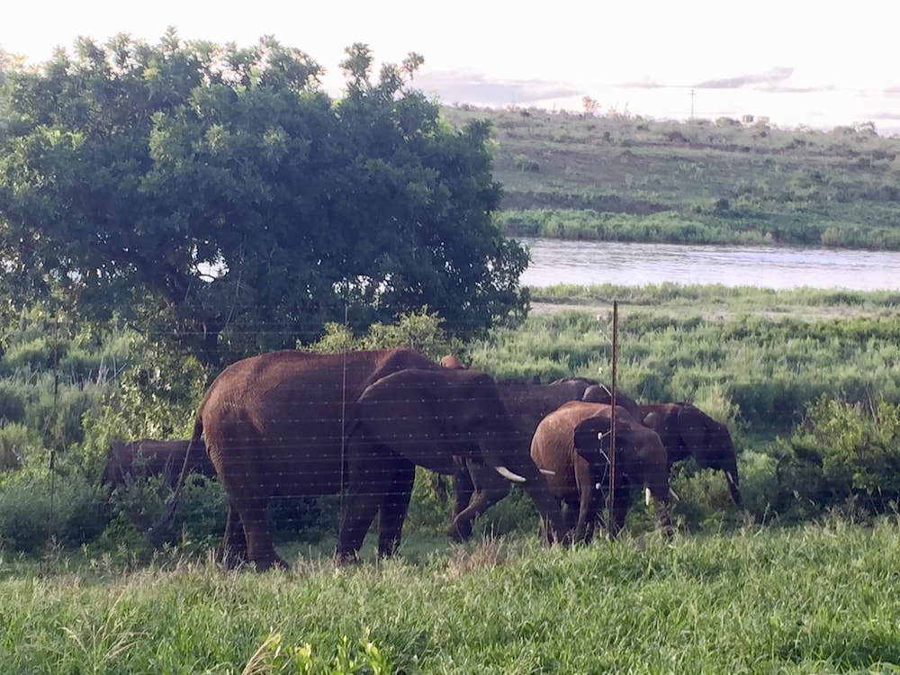 Elephant Walk Retreat 42/50