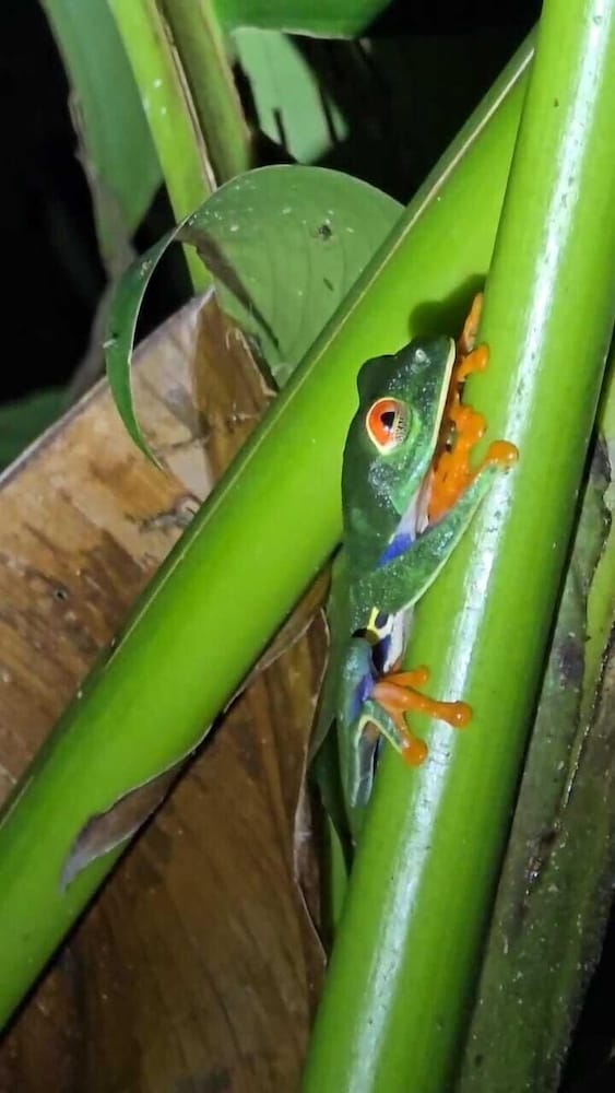El Bambu De Sarapiqui 7/25