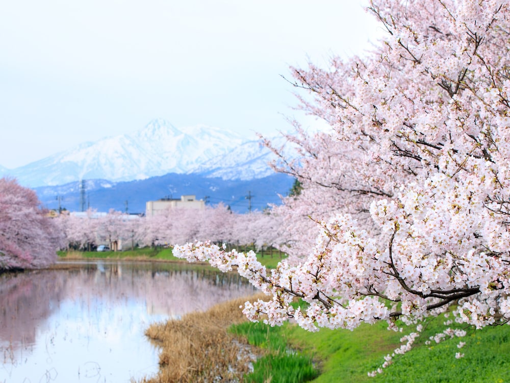 APA Hotel Joetsu-Myoko-Ekimae 41/50