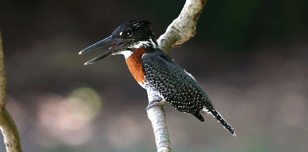 Tanji Bird Reserve Eco-lodge - Adults Only 4/20