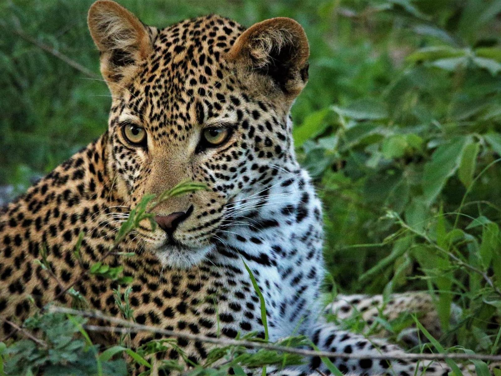 Kruger Lodge Mjejane 4/15
