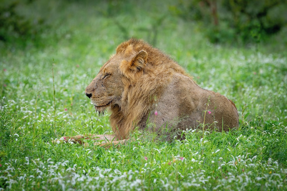 Tangala Safari Camp 43/50
