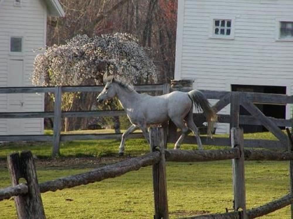 The Inn on the Horse Farm 16/30