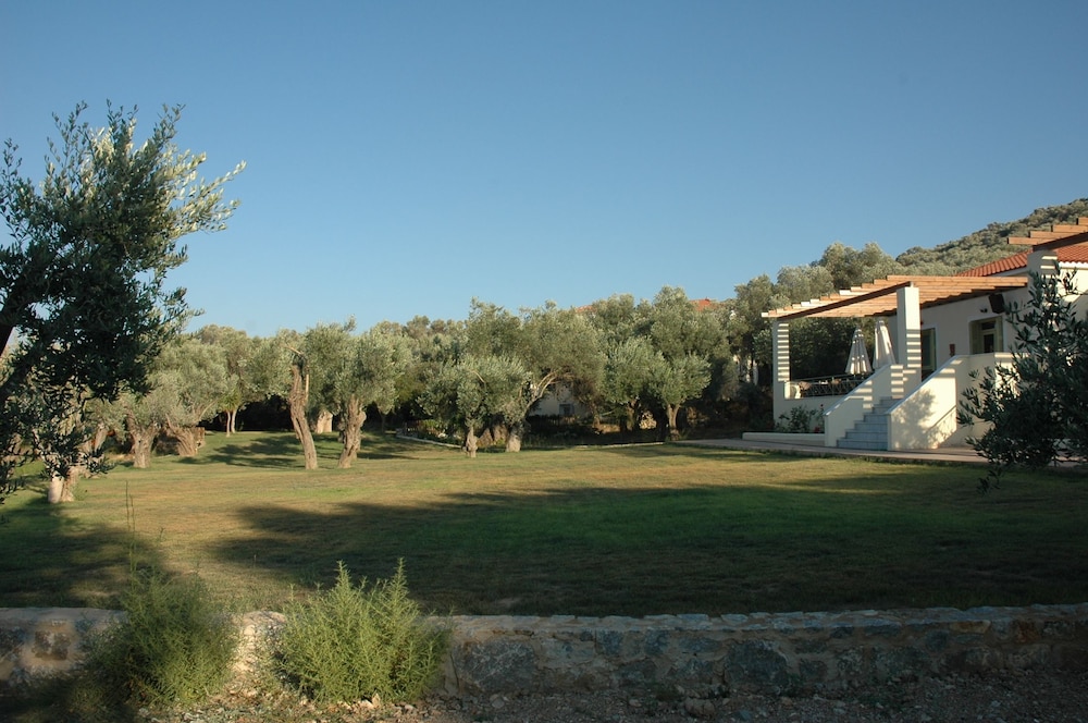 Gera's Olive Grove 41/50