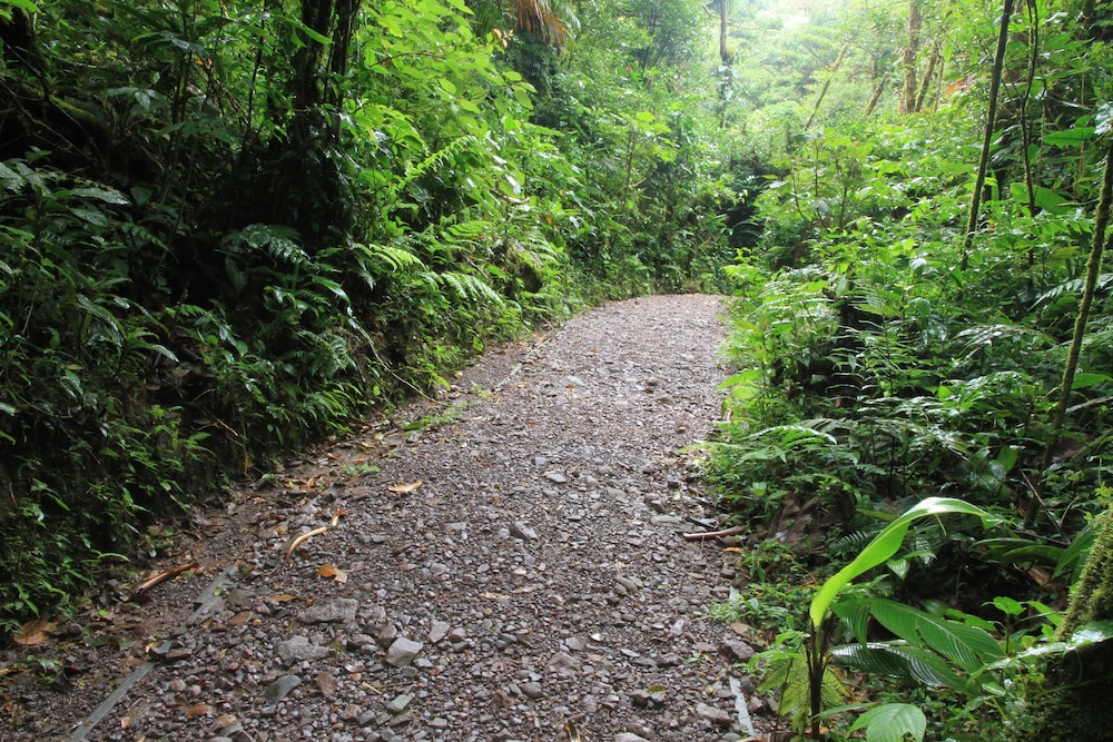 Monteverde Lodge and Gardens 44/50