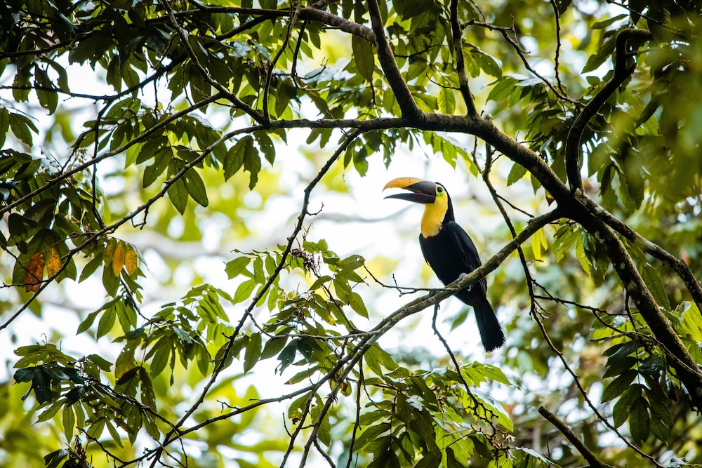 Laguna Lodge Tortuguero 60/67