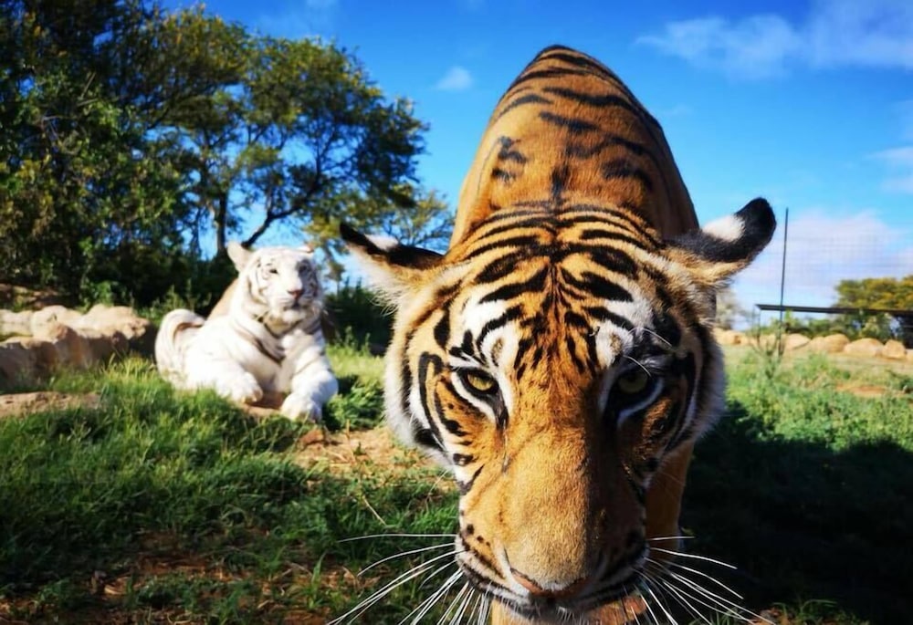 Boskoppie Lion And Tiger Reserve 28/32