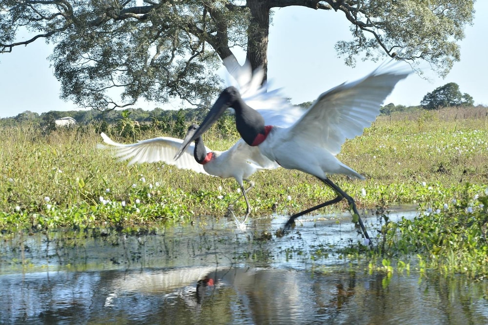 Pantanal Mato Grosso Hotel 11/69