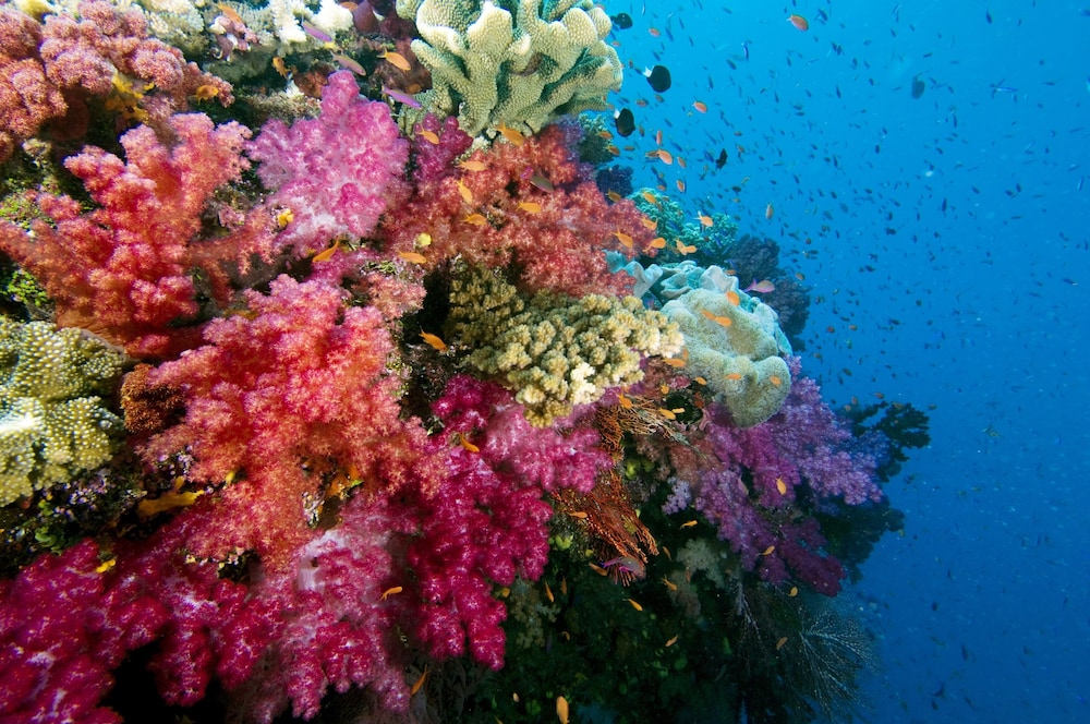 Jean-Michel Cousteau Fiji Islands Resort 38/50