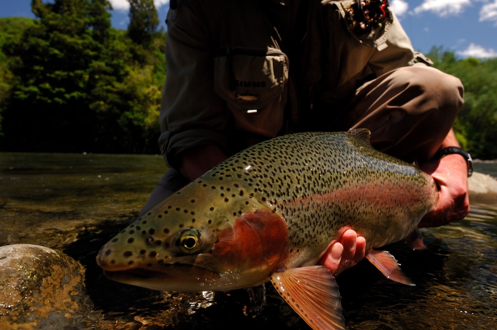 Tongariro Lodge 36/75