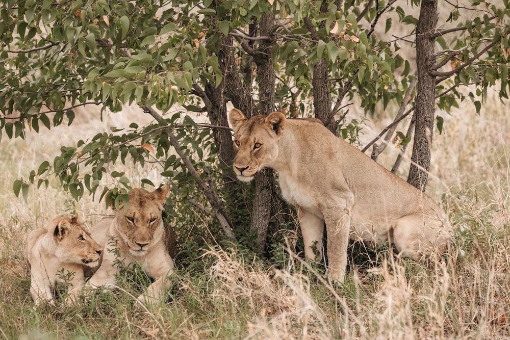 Etosha Safari Camp 33/42
