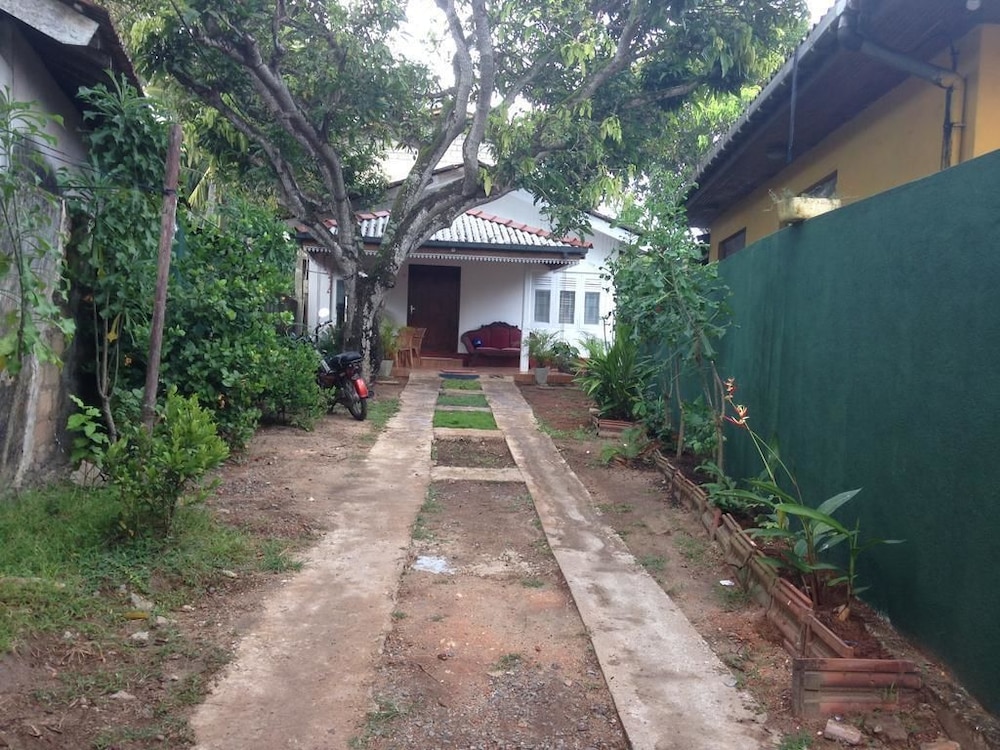 Villahredpalm 13/16