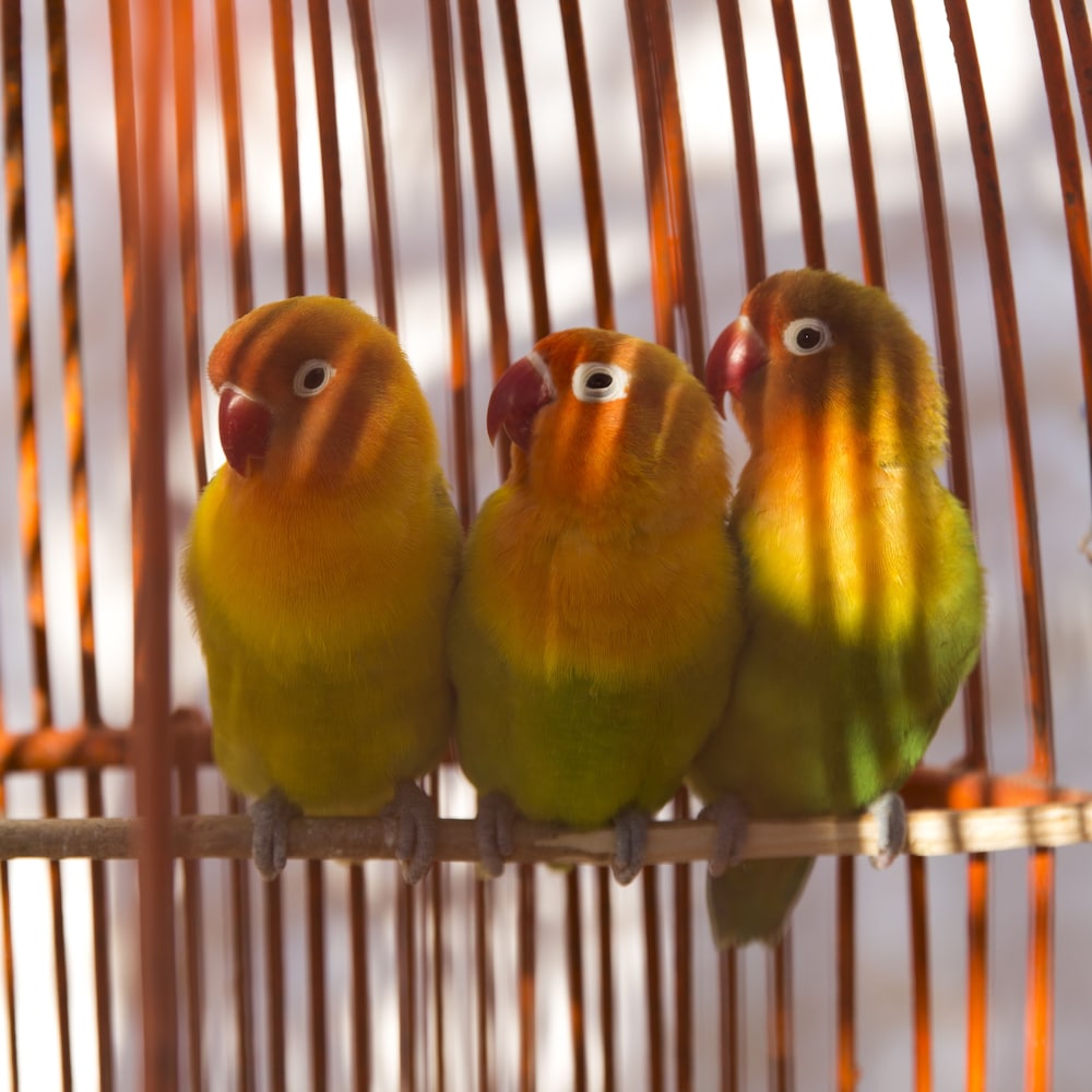 リヤド タマユルト 写真3