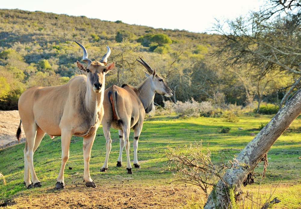 Garden Route Safari Camp 44/50