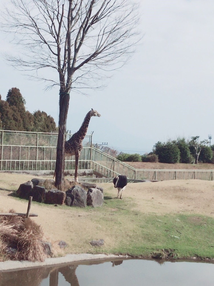 Hokke Club Kagoshima 65/65