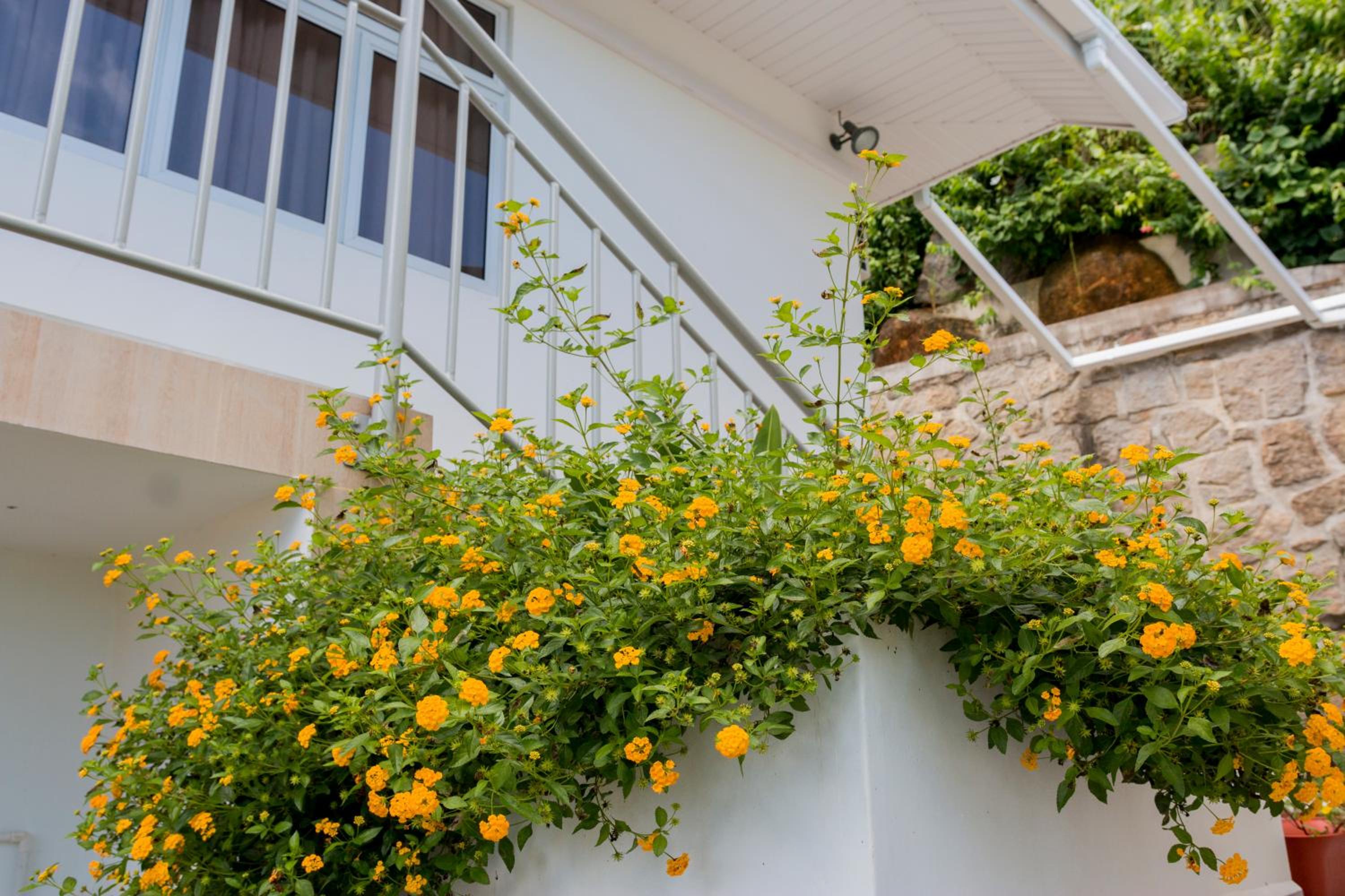 Le Manglier Guest House 31/33