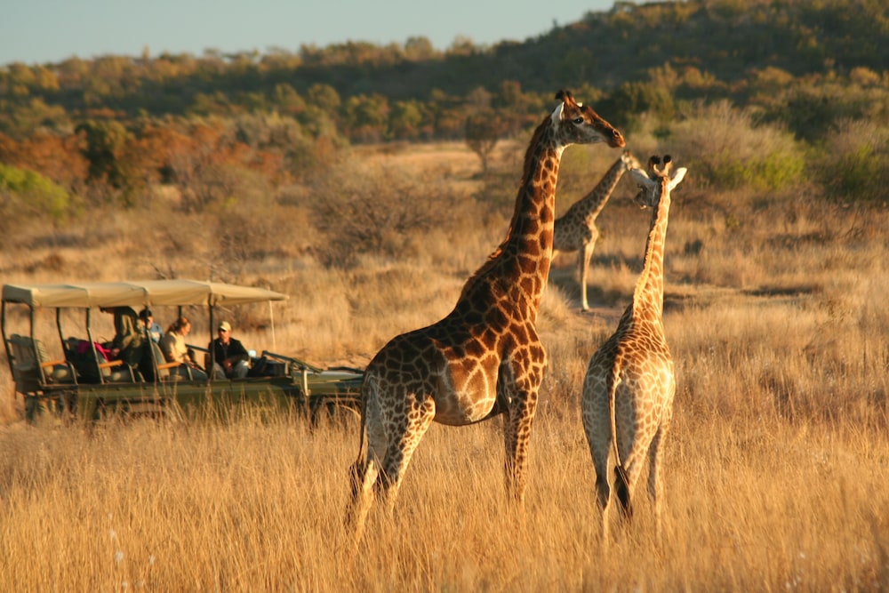 Makweti Safari Lodge 17/37