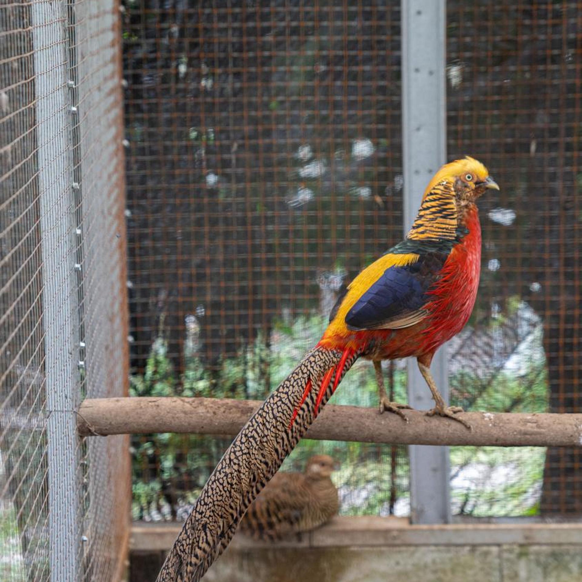 Leuweung Geledegan Ecolodge 27/51