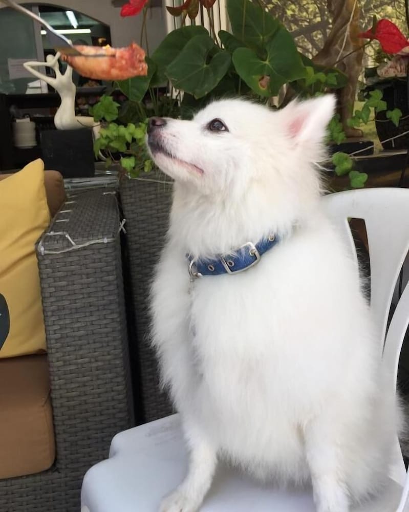 Bellagio Pets Friendly Resort 13/21