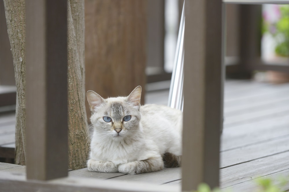 Kawaguchiko Country Cottage Ban 26/68