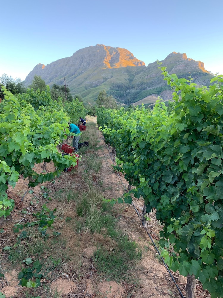 Le Pommier Wine Estate 44/50