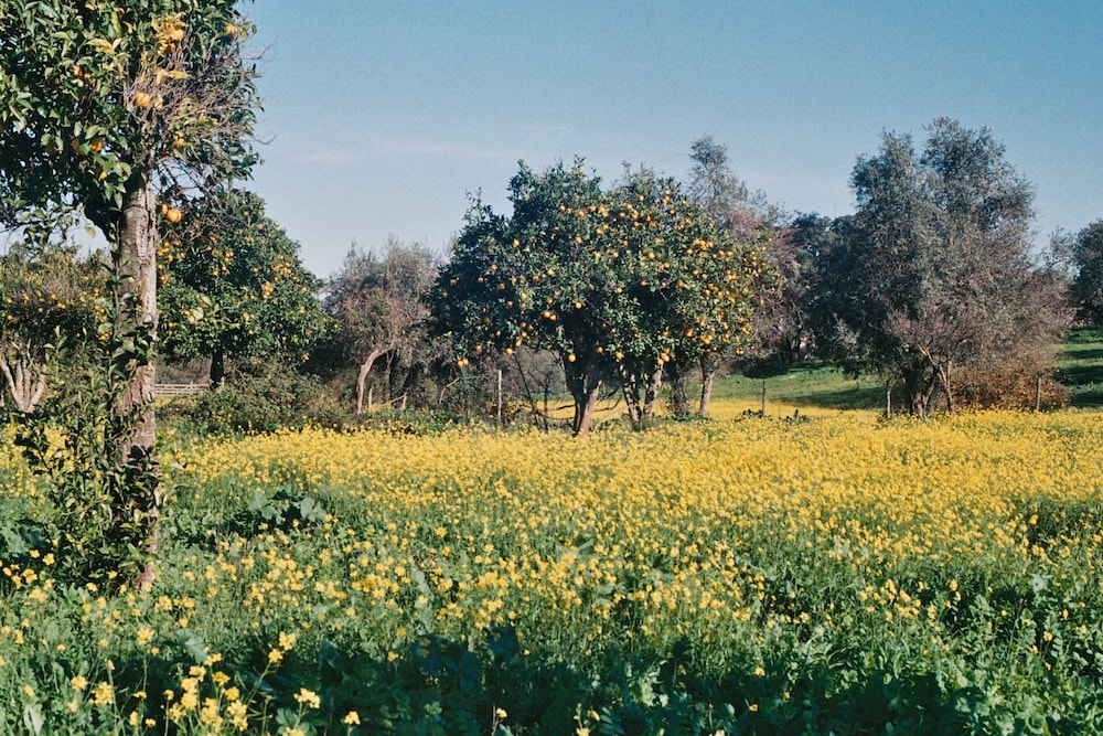 Hotel Calipo 79/88