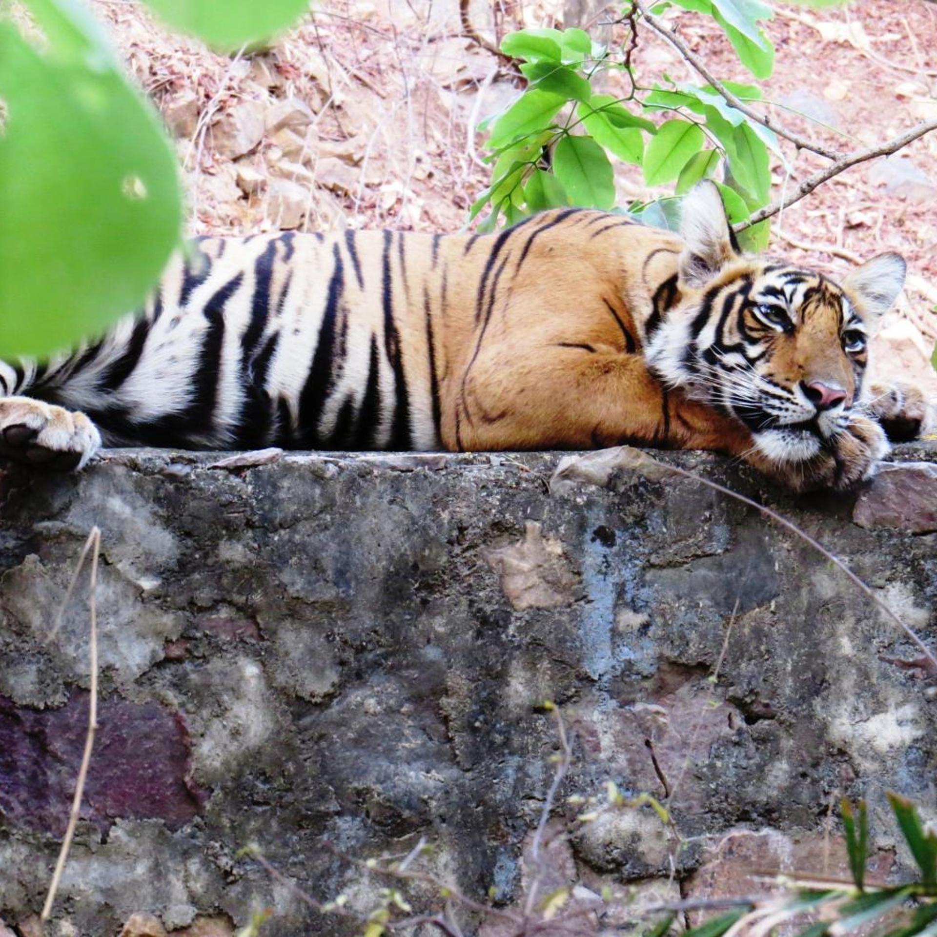 Treebo Rajputana Ranthambore 24/50