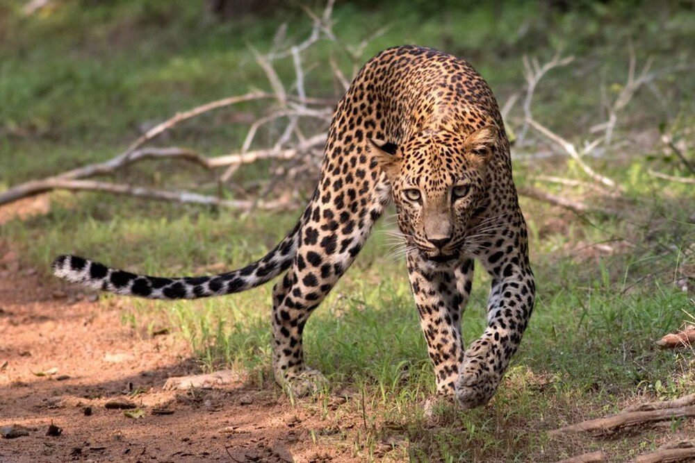 Yala Caravan Village 27/32